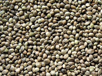 Konopia paszowa Ziarno 1 kg